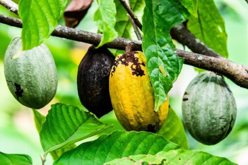 Cacao sempre più caro: raccolti distrutti in Africa