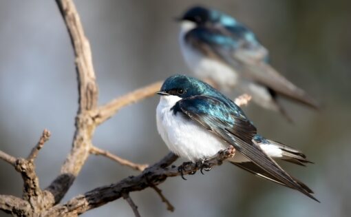 Antiparassitari e fauna: piccoli uccelli in grave pericolo