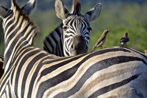 Biodiversità a rischio: il clima accelera il turnover delle specie