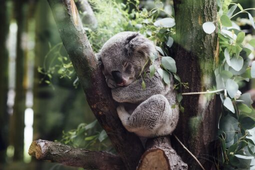 Feci animali diventano risorse per salvare le specie