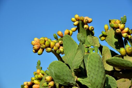 Addio arance? In Sicilia cresce la coltivazione di avocado