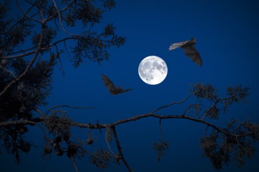 I pipistrelli forniscono dati preziosi su biodiversità