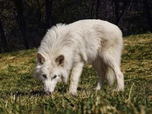 Il ritorno del metalupo: riportata in vita una specie estinta!