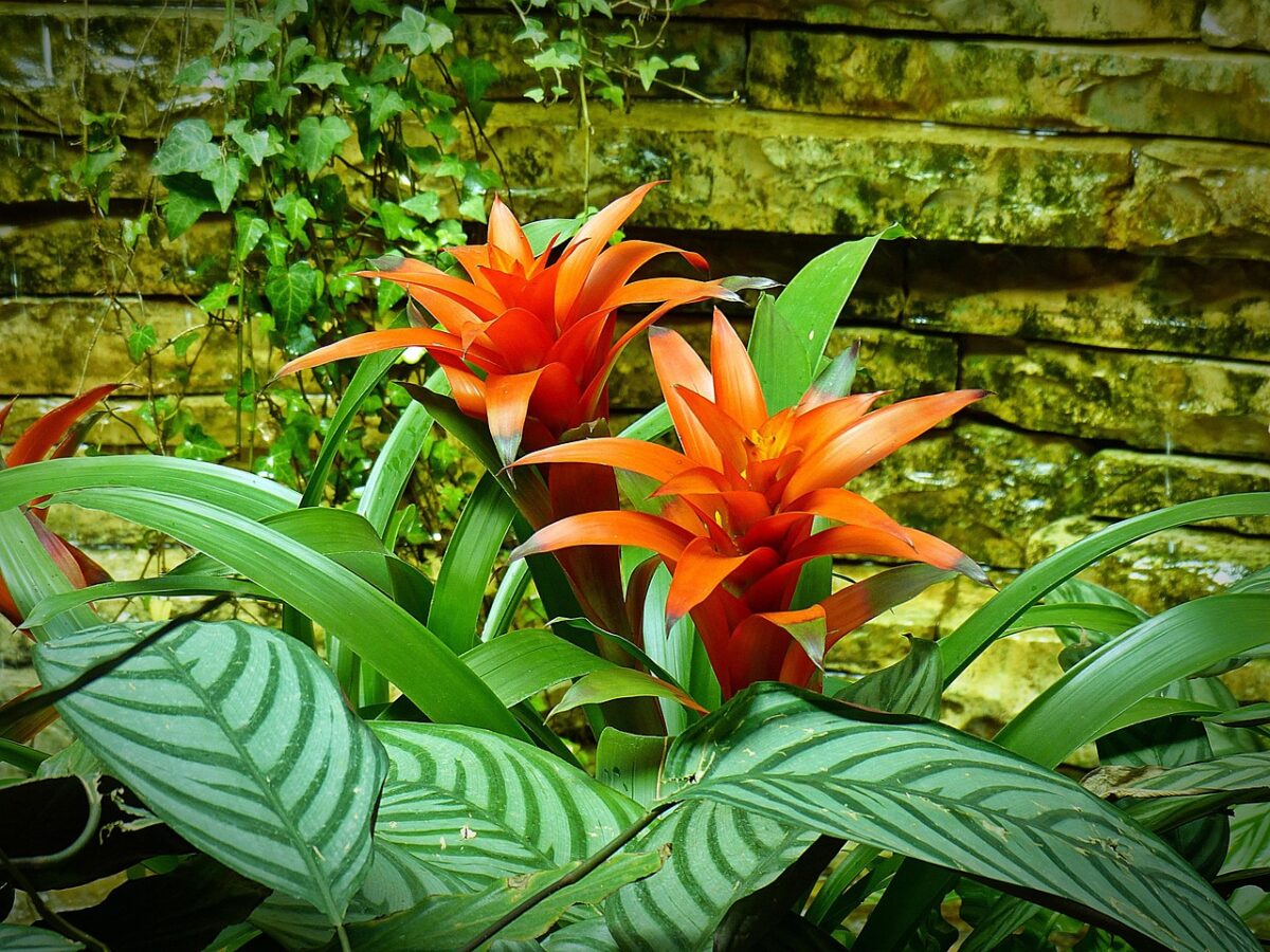 Bromelia Bromelia