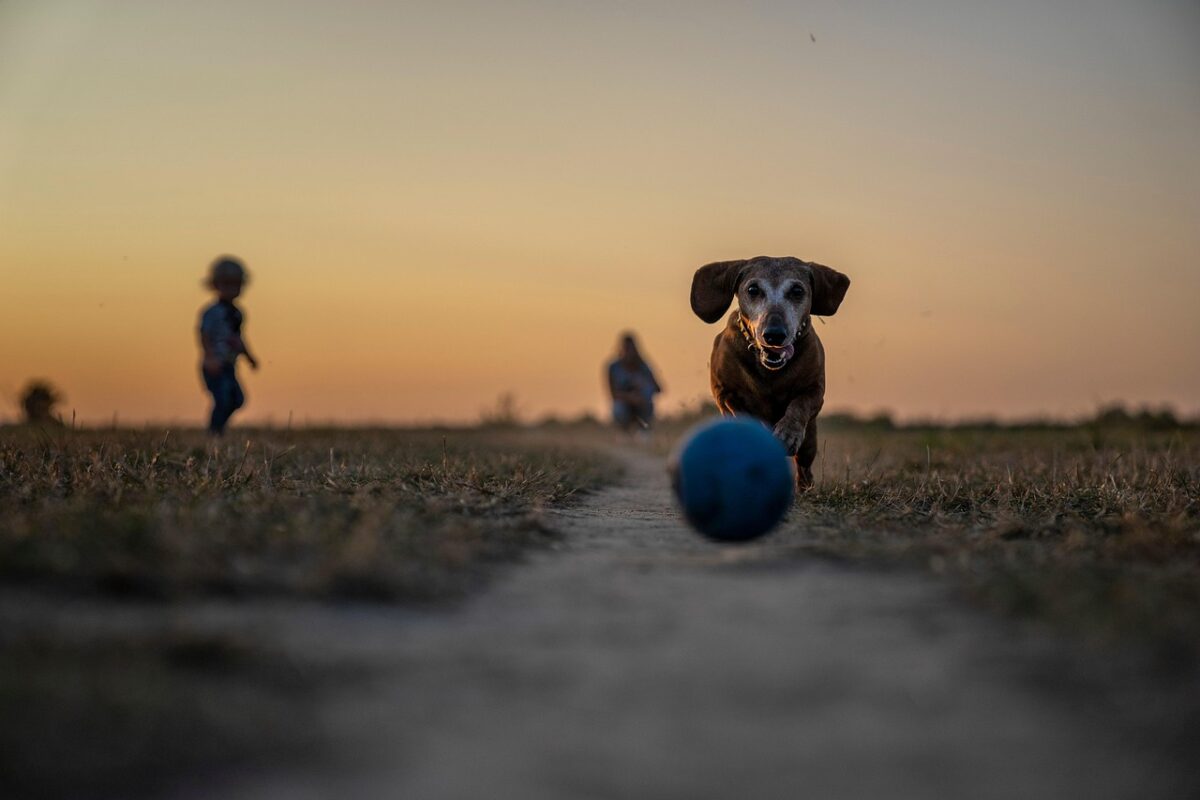 Cani: cosa accade nel cervello mentre annusano