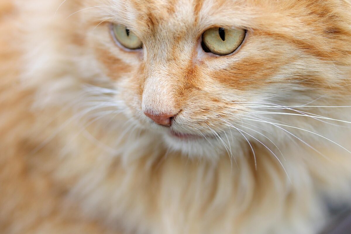 Il gigante di Afrodite: alla scoperta del gatto più antico del mondo