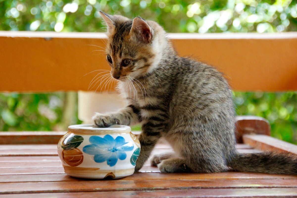 I gatti ci regalano gli animali morti: perchè?