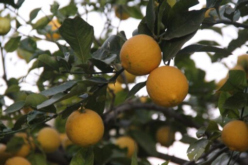 Minaccia Greening per gli agrumi italiani: è allarmante