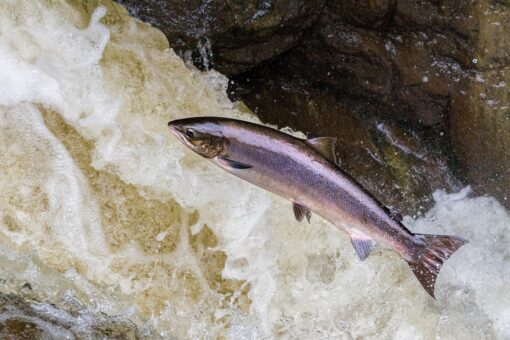 Farmaci nei mari: salmone e pesce azzurro a rischio
