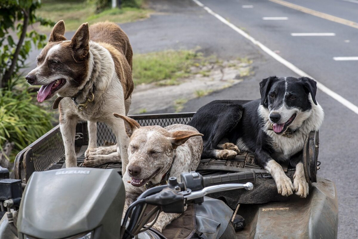 Come i cani aiutano a diagnosticare alcune malattie