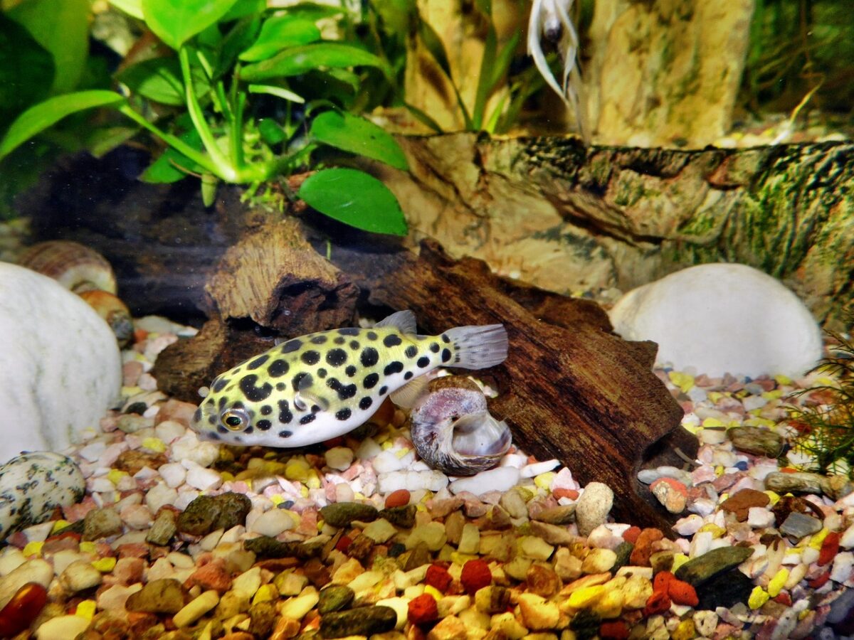 Come il pesce palla si trasforma per salvarsi dai predatori