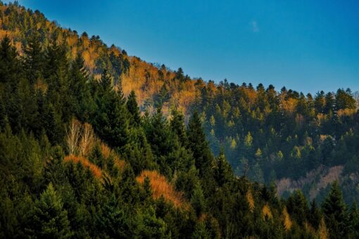 Foreste salve con gli alberi solari: la sfida green della Corea