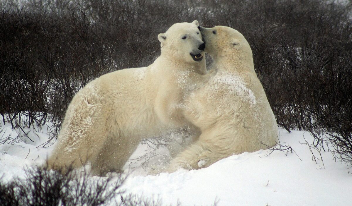 Uno studio rivela come i cuccioli di orso polare imparano a vivere