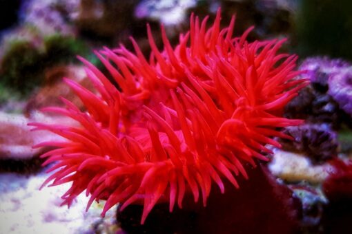 Pomodori di mare: caratteristiche e informazioni