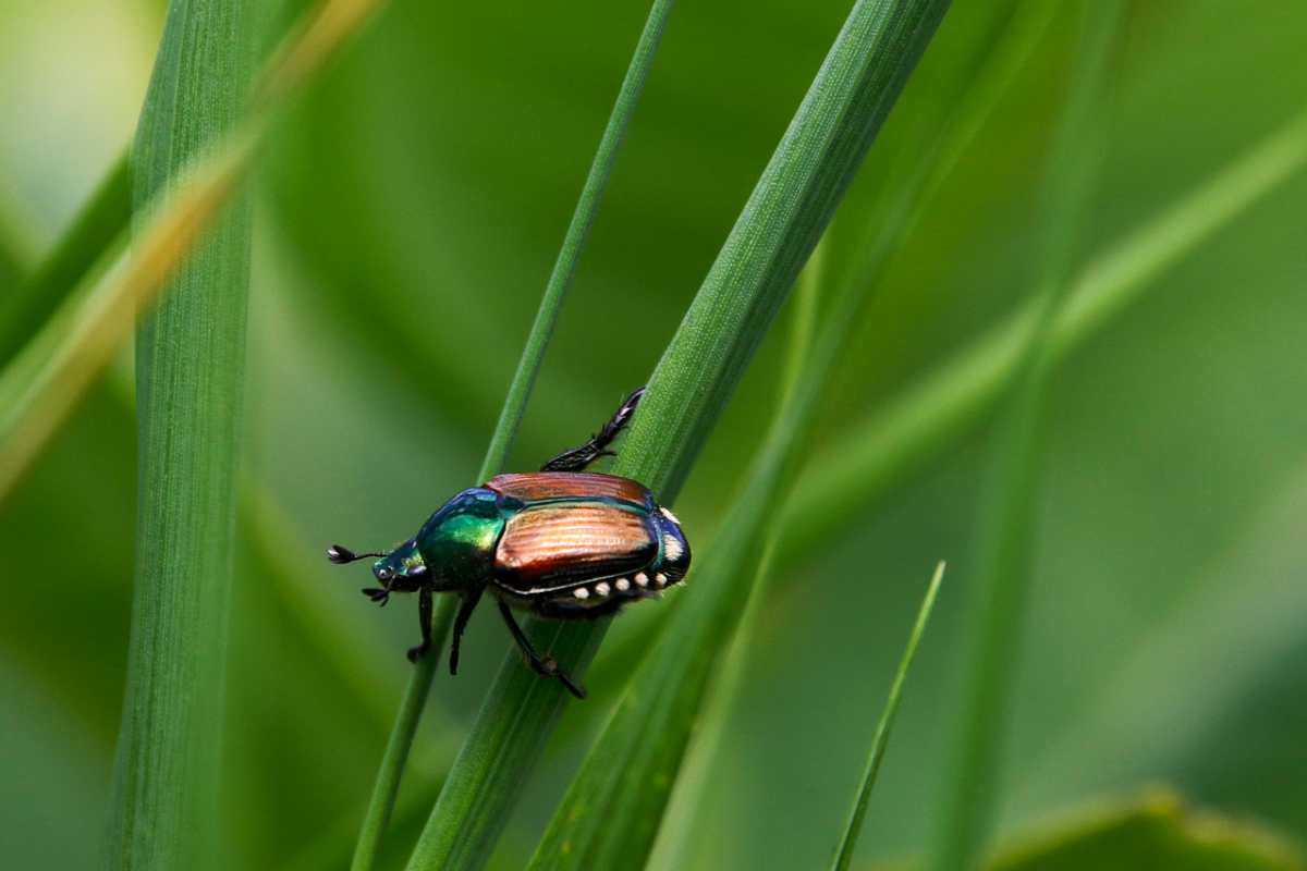 Popillia japonica: lo scarabeo giapponese che minaccia Piemonte e Lombardia
