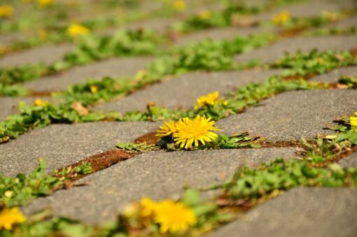 Pavimentazione giardino: serve un permesso?