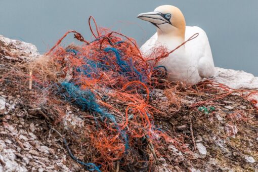 Microplastiche addio: geniale invenzione di una 14enne