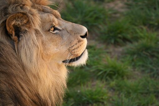 Allarme WWF: i leoni a rischio estinzione in Africa