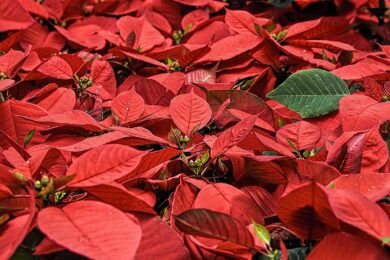 100 giorni al Natale: se regali questa pianta la farai felice