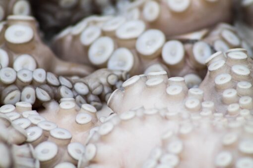 Regno Unito invaso dai polpi: addio granchi e aragoste