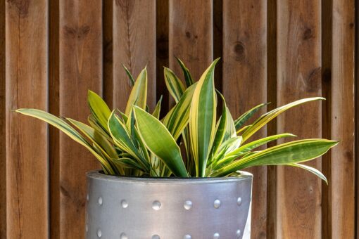 La tua Sansevieria ha smesso di crescere? Puoi rimediare così