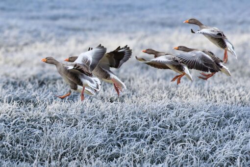 Video – Migrazione invernale: gli animali che sfuggono al gelo
