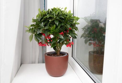 Le foglie dell’ardisia continuano a cadere? Non conosci il rimedio giusto