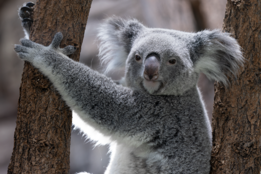Video – Australia, koala a rischio estinzione: scatta il piano WWF