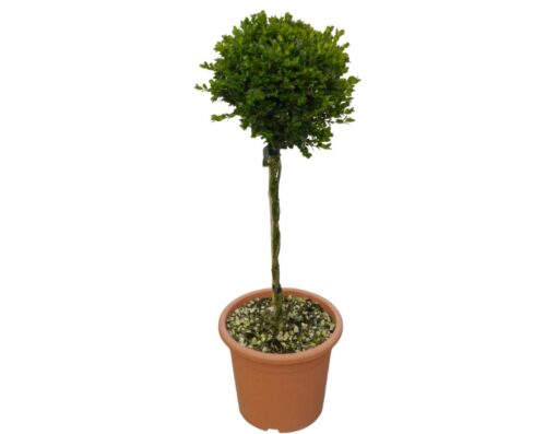 OBI: alberi intagliati per veri amanti del giardinaggio