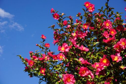 Altro che prato anonimo: con gli arbusti OBI il verde diventa protagonista