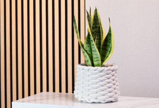 Sansevieria Leroy Merlin: le più belle per arredare casa