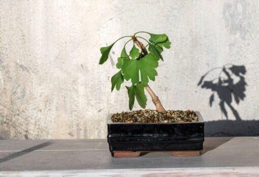 Bonsai Leroy Merlin: i più belli da coltivare sul balcone
