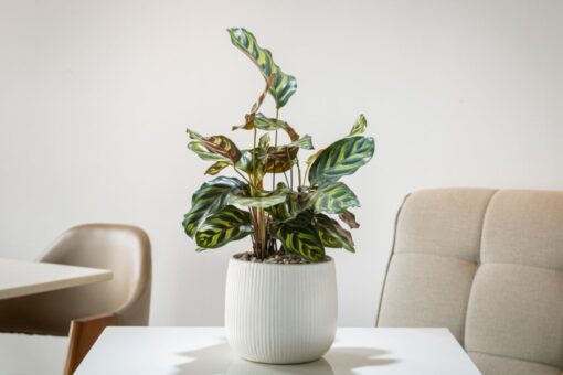 Calathea OBI: piante decorative dalle foglie scenografiche