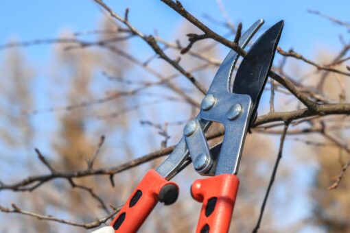 Febbraio sta finendo: ti stai perdendo gli sconti di Leroy Merlin sul giardinaggio