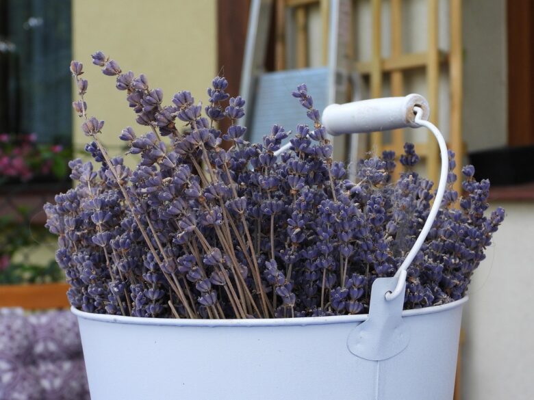 Lavanda