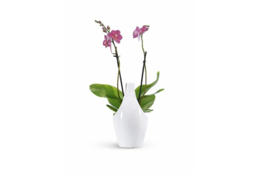 Da LIDL le piante perfette per decorare casa a Pasqua: quali scegliere