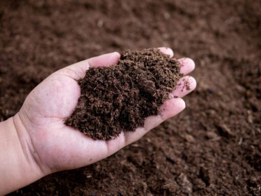 Primavera in arrivo: da LIDL terriccio e corteccia pacciamante per rigenerare il giardino