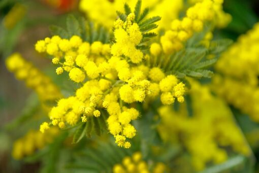 LIDL, mimose per la Festa della Donna a soli 10 euro: come curarle al meglio