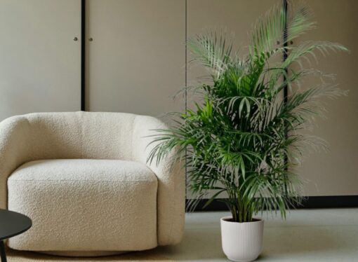 Palme da interno Leroy Merlin: 3 varietà spettacolari