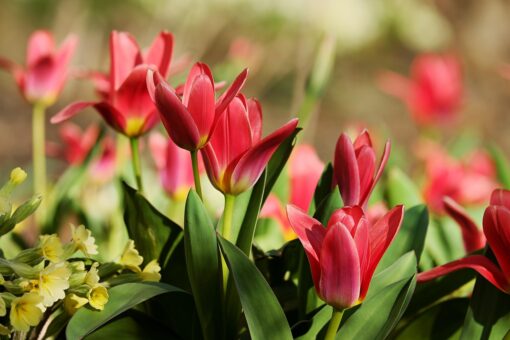 8 fiori simbolici da regalare per la Festa della Donna