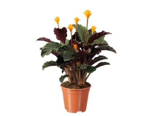 LIDL: solo per questa settimana piante dai fiori spettacolari che costano pochissimo