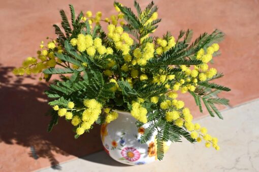 Festa della Donna, da Leroy Merlin mimose e alberelli in vaso da regalare