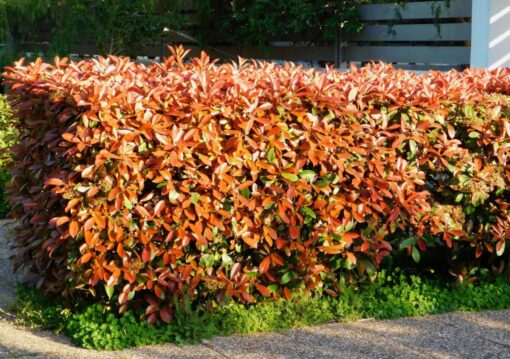 Siepe naturale e sempreverde: 3 piante Leroy Merlin ideali per il giardino