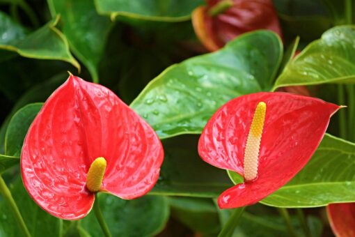Speciale primavera LIDL: le piante giuste per ogni ambiente e come valorizzarle