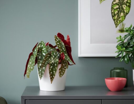 IKEA conquista con una pianta che non passa inosservata