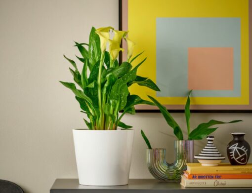 IKEA: le piante più vivaci e scenografiche per interni da avere subito