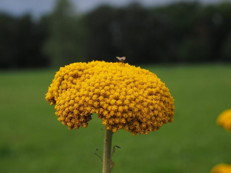 Achillea