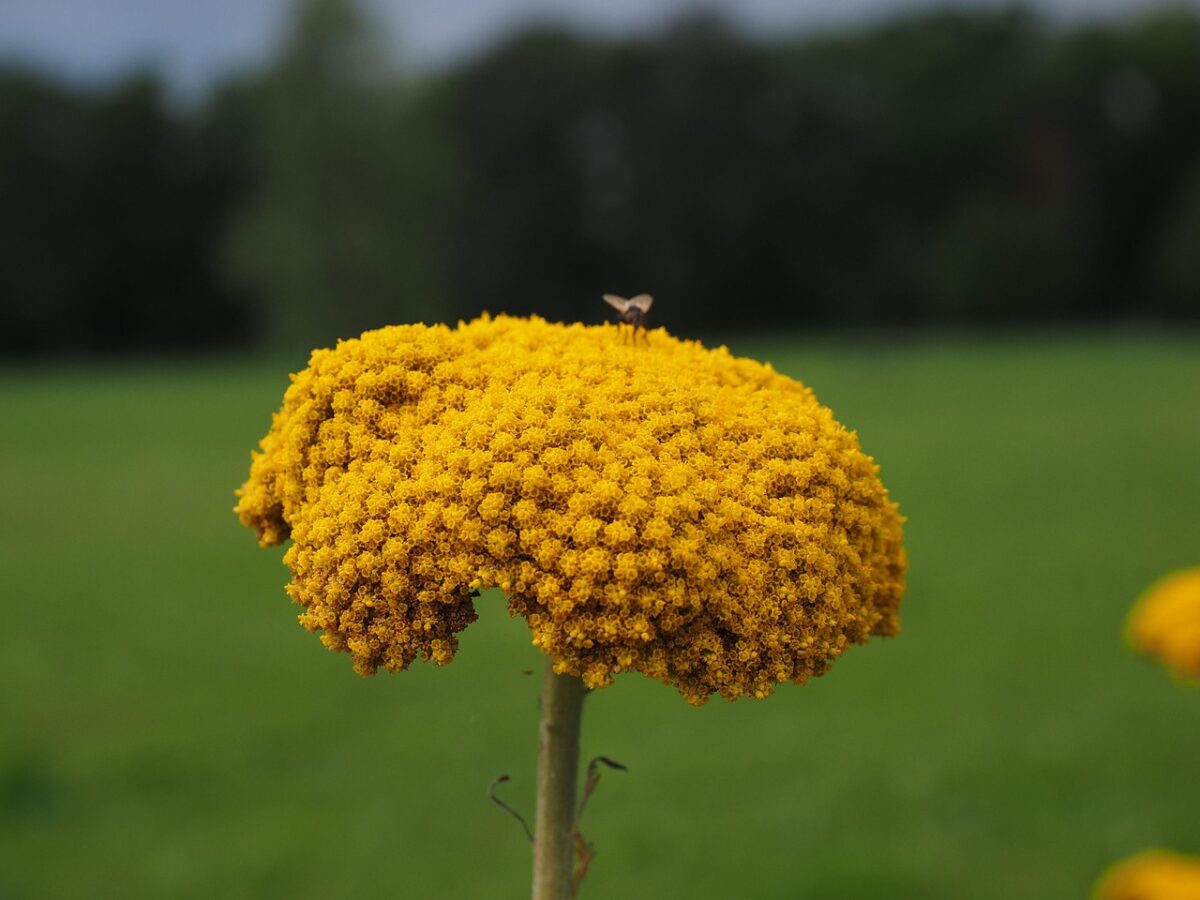Achillea