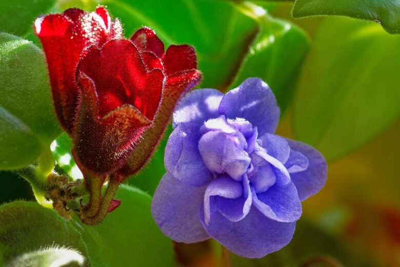 Aeschynanthus