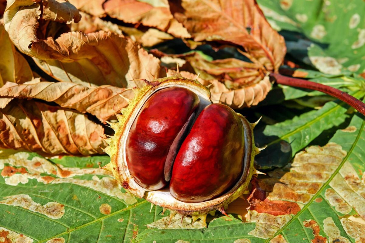 Aesculus, Hippocastanum Aesculus, Hippocastanum